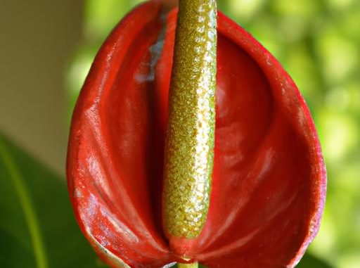 So wachsen Sie Anthurium von Samen zu Hause?